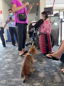 Transportation-pic-19